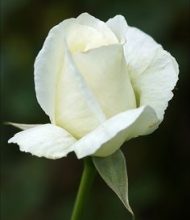 MADAME MICHELE PETIT