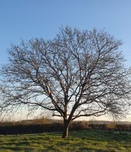 Monsieur Jean-Marie BOULENGER