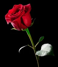 Monsieur Gérard BICHE