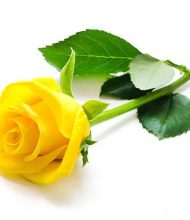 Madame Monique OBJOIS